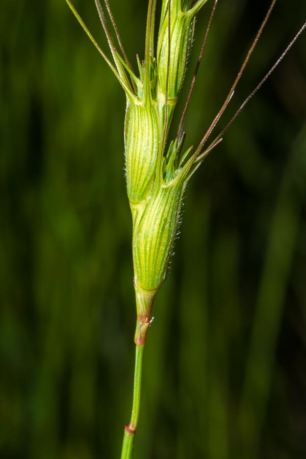 Aegilops triuncialis  (=Triticum triunciale) / Cerere allungata